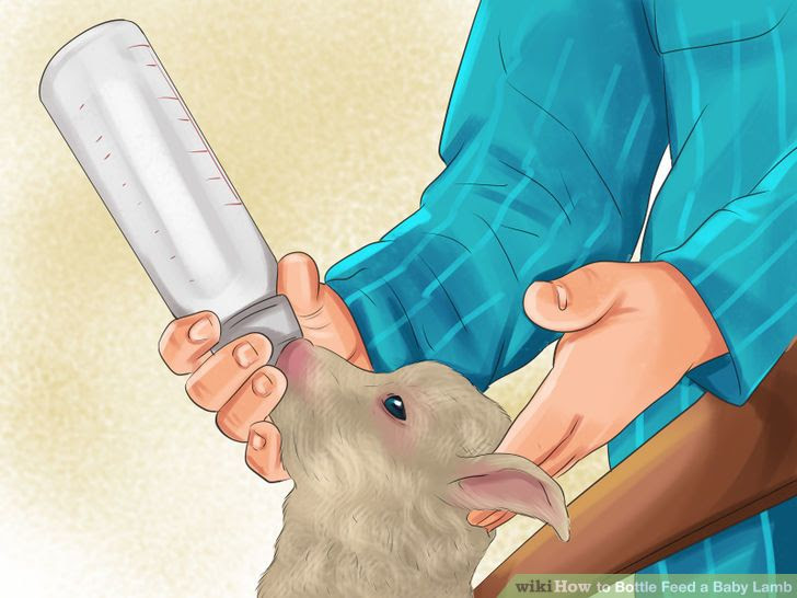Bottle Feed a Baby Lamb Step 7 Version 2.jpg