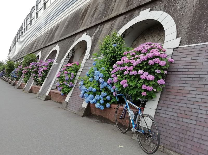 小岩菖蒲園と水元公園に行ってきました 小屋番ｎｏｂの雑記帳