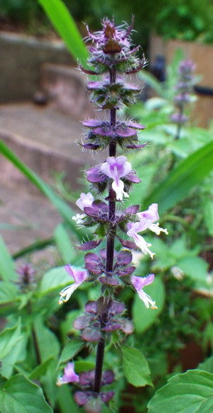 ホーリーバジルの花 写真共有サイト フォト蔵