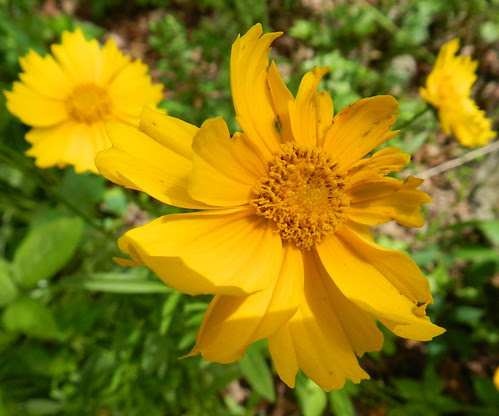 todayflowersDSCN7386