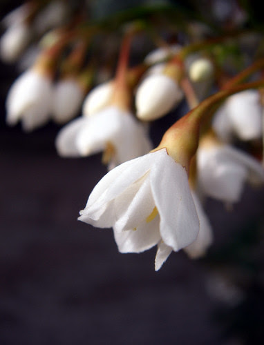 the sweetest tree