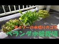 [最新] 一人暮らし ベランダ 栽培 159808-一人暮らし ベランダ 栽培
