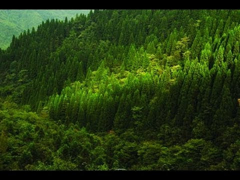فيديو أكبر 10 غابات في العالم