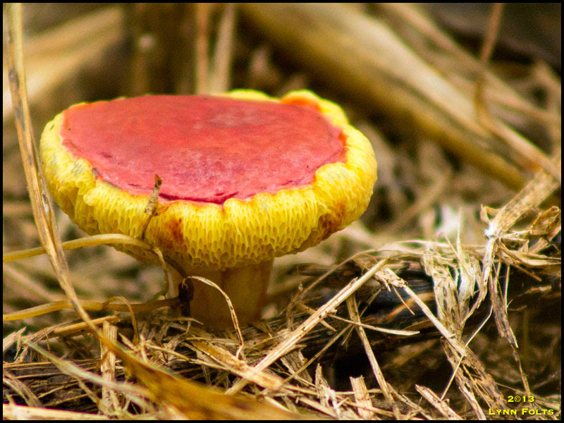 Bolete