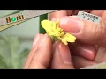 スイカ 花弁 247490