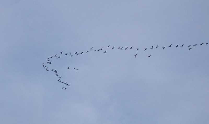 Fiche S4 Les Migrations