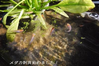 乾燥ミジンコ Vs ミジンコウキクサ メダカ飼育始めました メダカ飼育のブログ