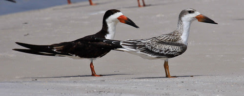 Black Skimmer