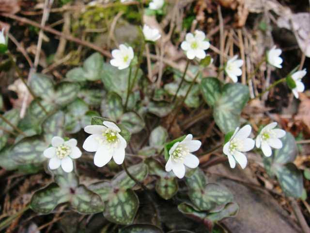 春の山野草 In 香川 ０９ ０３ ２８