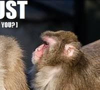Funny Zoo Animals