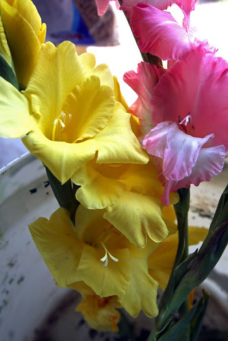 glads