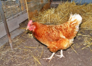 Chicken