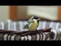 [dernier] comment s'occuper d'un bébé oiseau tombé du nid 118157-Comment s'occuper d'un bébé oiseau tombé du nid