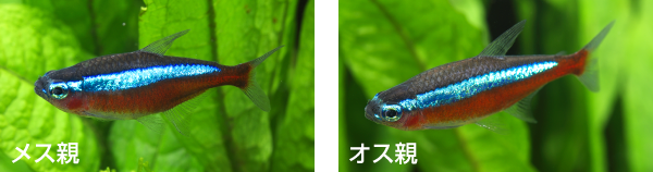 カージナルテトラの繁殖 株式会社スドー