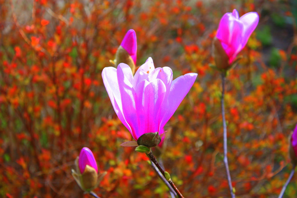 end of March 012 color saturation