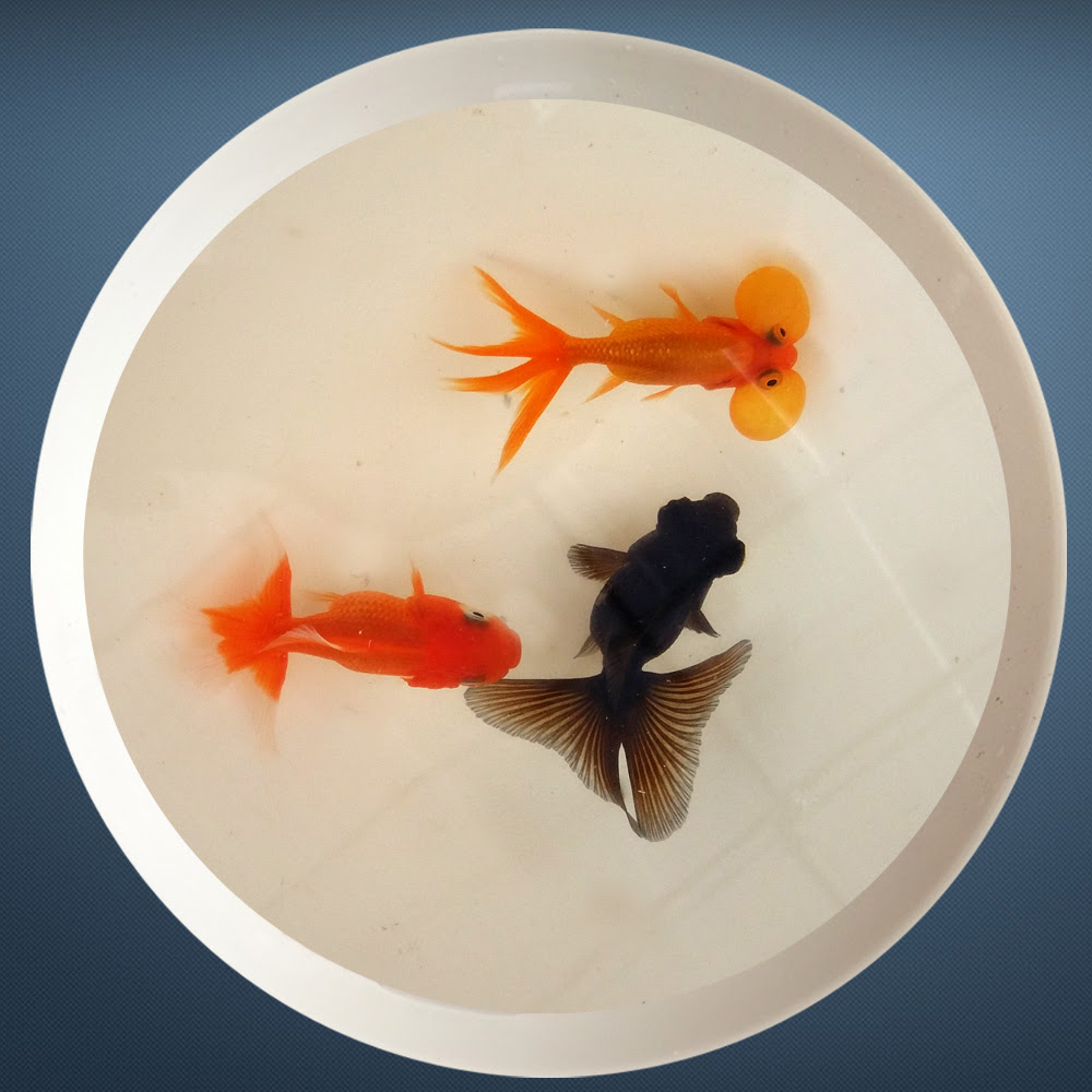 龙睛金鱼极品 万图壁纸网