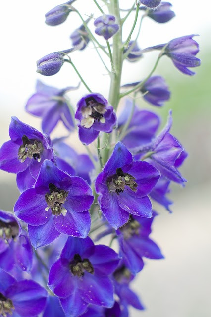 デルフィニウムの花言葉と特徴 清明で高貴な花 幸福をふりまくヒエンソウ 葬の助