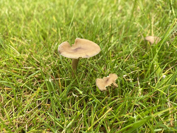きれいにお手入れしているお庭の芝生にキノコが生えてきました 21 05 22更新 ピタットハウス和歌山駅前店 株式会社スマートホーム