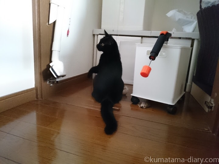 自分のしっぽを追いかけて遊ぶ子猫