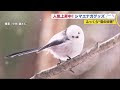 √1000以上 北海道 鳥 かわいい 209725-北海道 鳥 かわいい