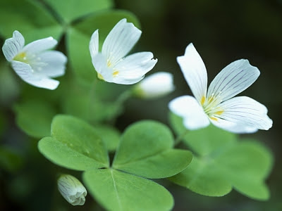 コミヤマカタバミ 花言葉 一覧 花図鑑 花の写真 フラワーライブラリー