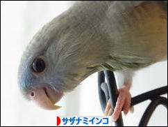 にほんブログ村 鳥ブログ サザナミインコへ