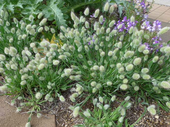 ラグラス オバタス 植物写真鑑