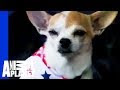 Dogs 101: Chihuahua