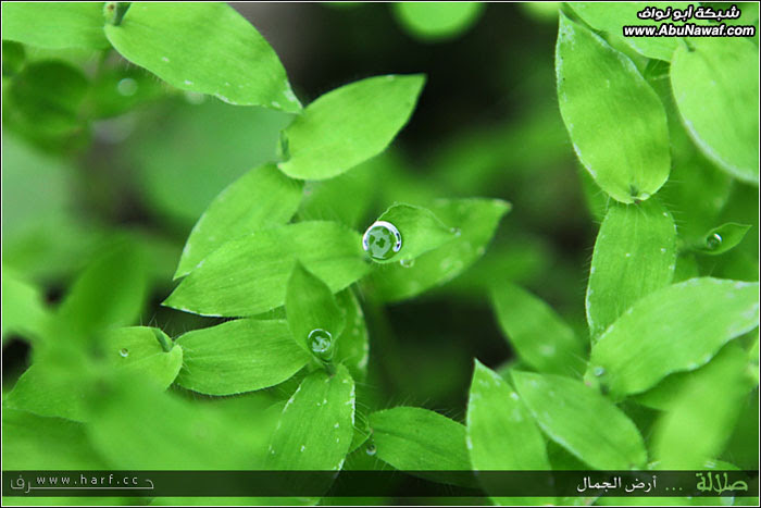 تقرير مصور : صلالة ... أرض الجمال ...