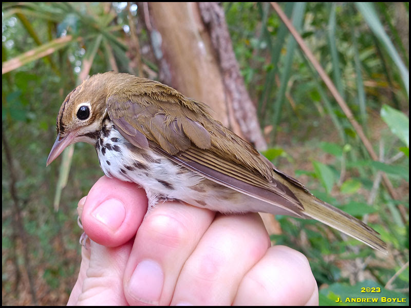 Ovenbird