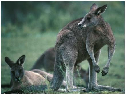 kangaroos in australia. Red kangaroos in Australia.