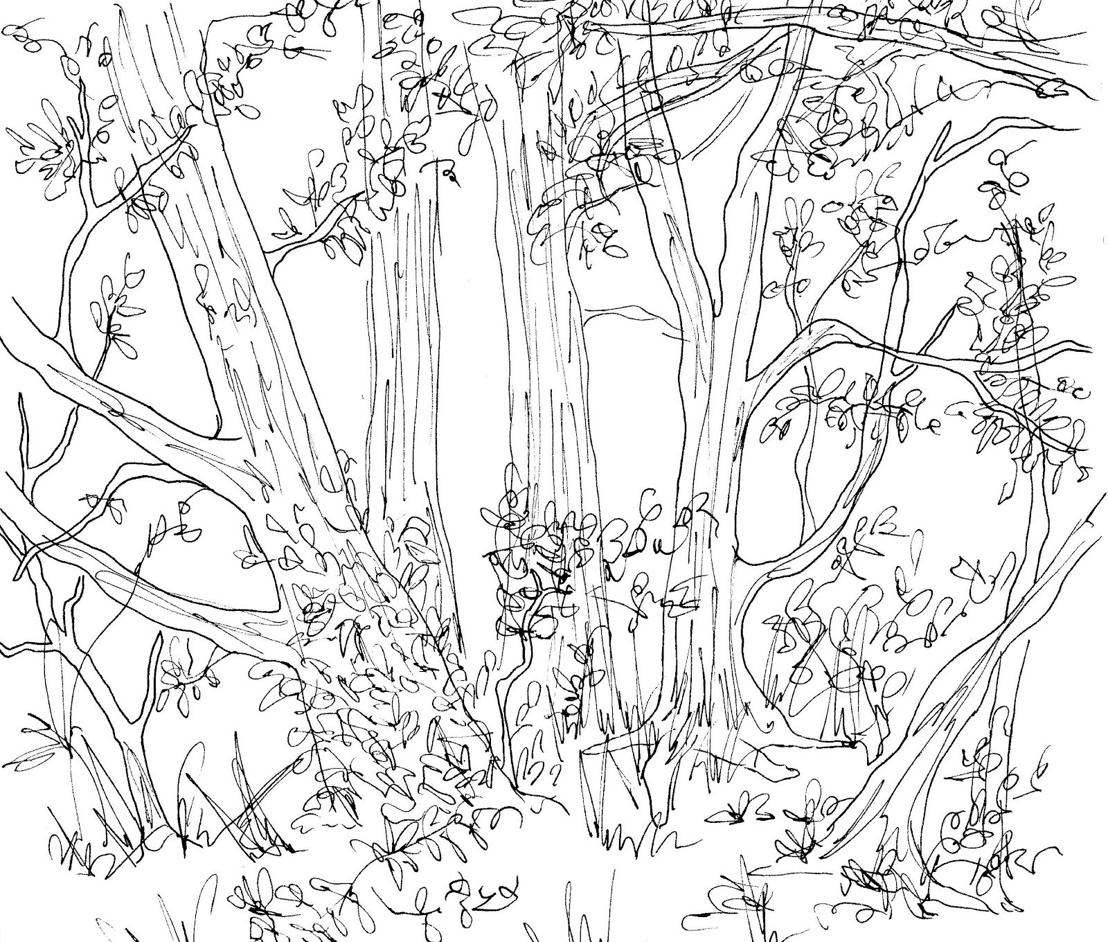 Pencil Drawing Of A Forest at GetDrawings Free download