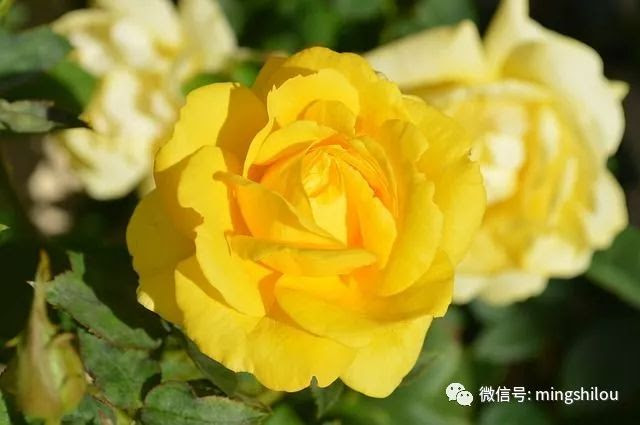 我要参加 插花课 冬 韵 12月10日预告 现在报名