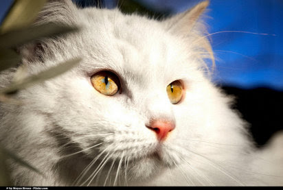 gato1