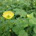 Identify Tall Weeds With Yellow Flowers / The disk flowers are small and yellow and make up the center.