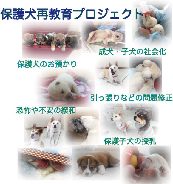 群馬県高崎市で保護犬再教育プロジェクト けあかんぱにー けあかんぱにー 高崎市でしつけとトリミング