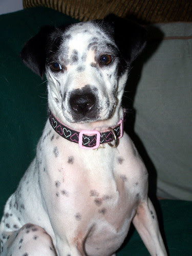 Dottie61107