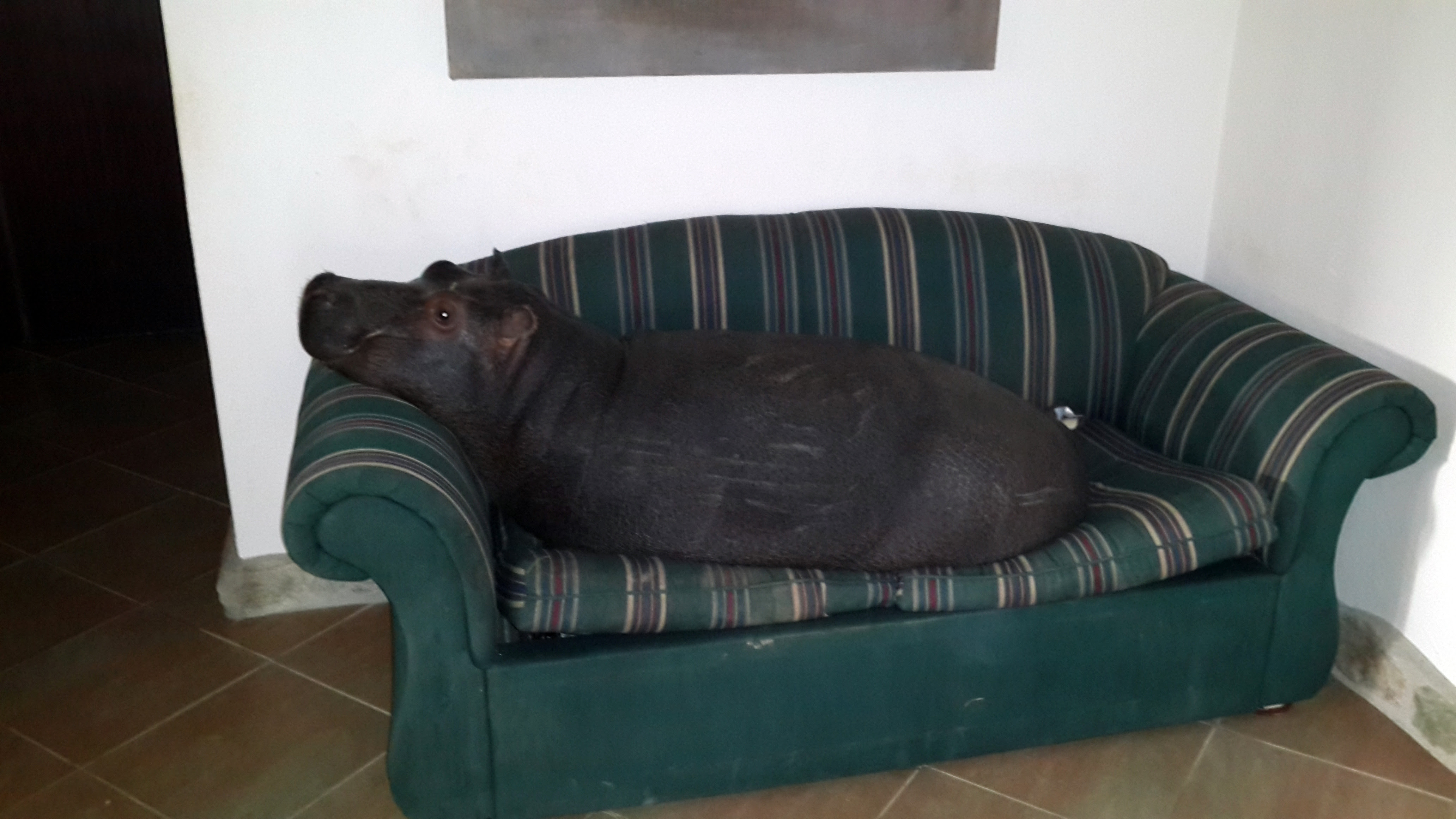 It Turns Out House Hippos Do Exist : canada