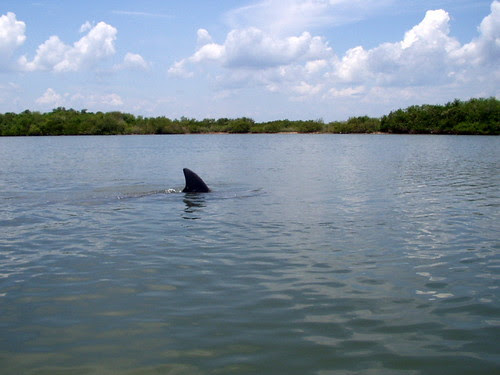 Porpoise cutting the surface