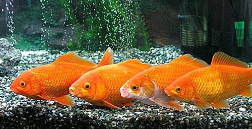 カタメの腸まん闘病記 金魚