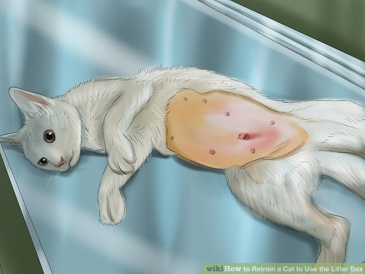 Retrain a Cat to Use the Litter Box Step 10 Version 4.jpg
