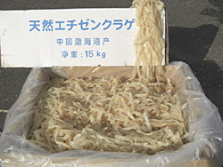 食用クラゲは6種類 エチゼンクラゲ くらげ普及協会