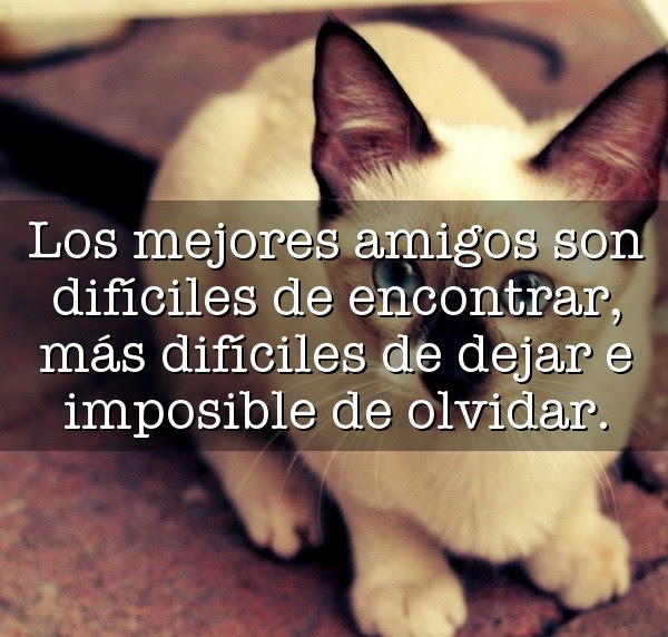 Frases de agradecimiento a un amigo