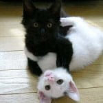 Lovely Kittens 8