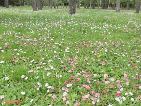 芝生の雑草 青柳庵日記