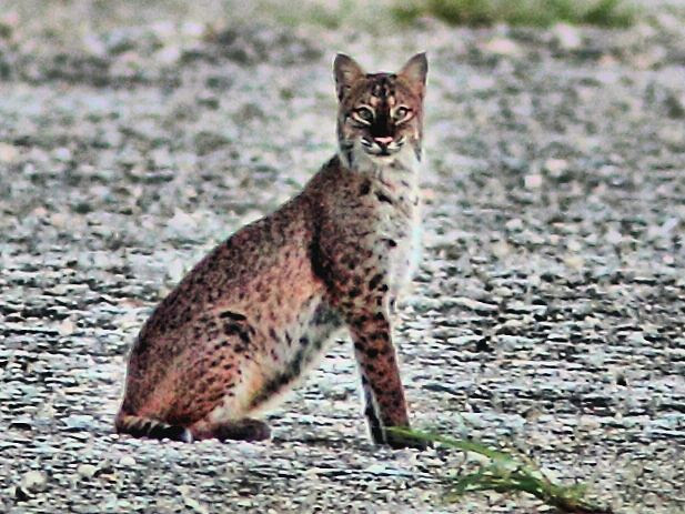 Bobcat close HDR 20121005