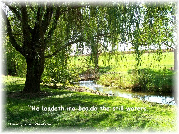 Weeping willows along Donegal Creek