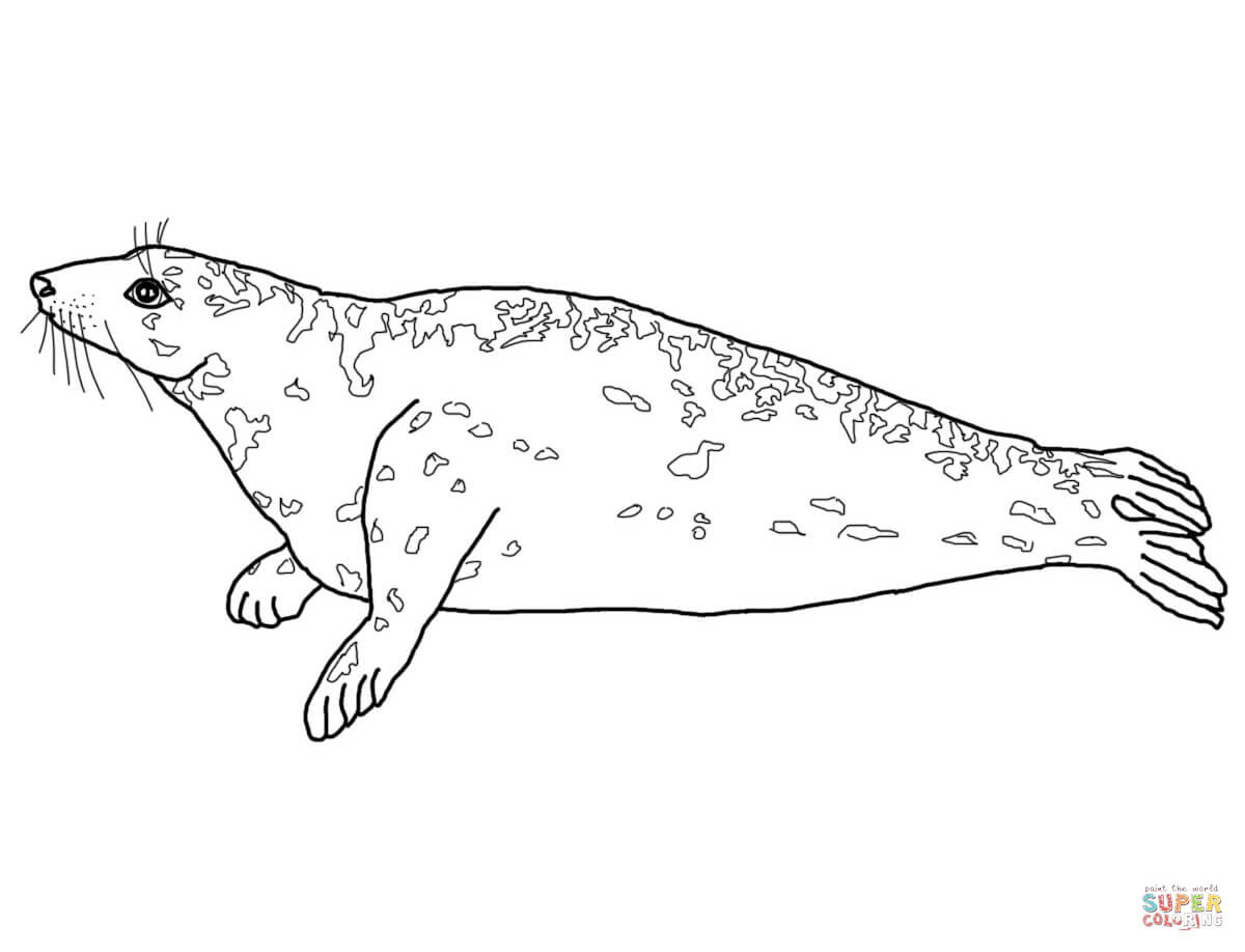 Foca grigia from Foche