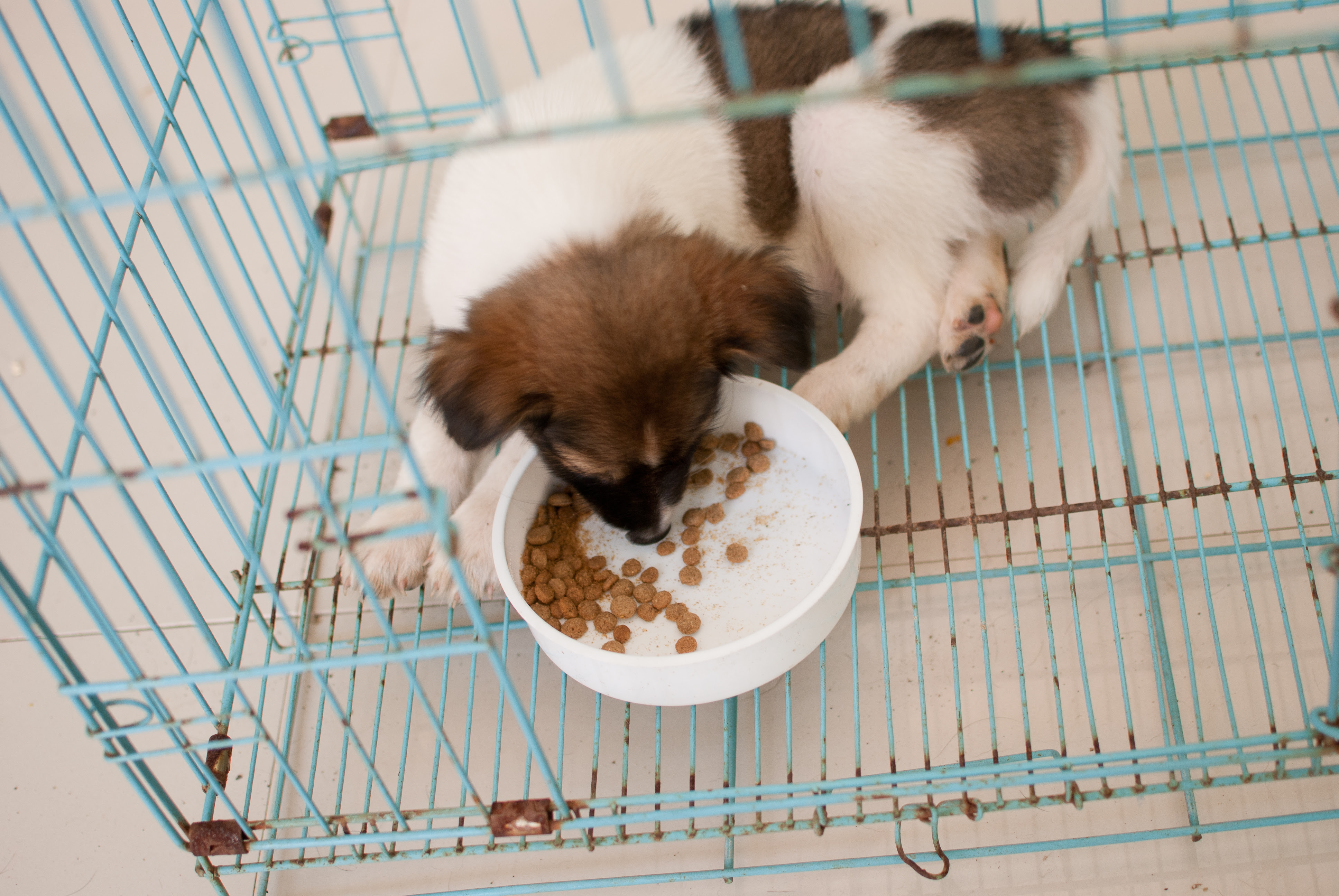 How to Take Care of Puppies (with Pictures) - wikiHow