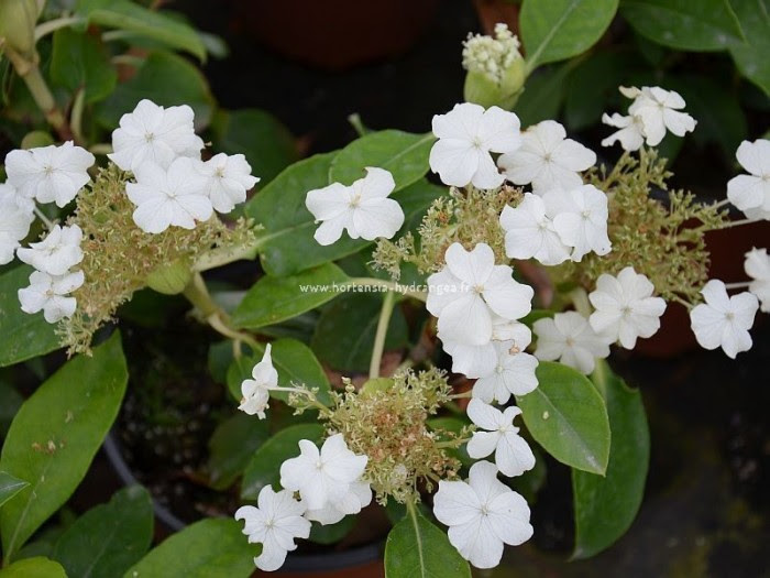 hydrangeaseemannii.jpg